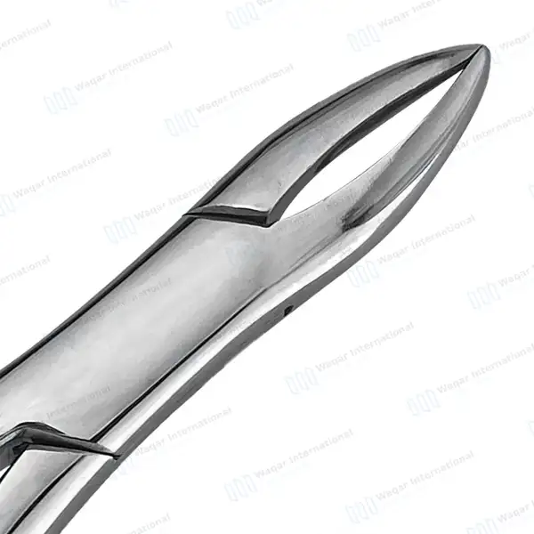 3 Extracting Forceps Dental Surgical 1 Hen - dental instruments manufactured by Waqar International, Sialkot - view 4