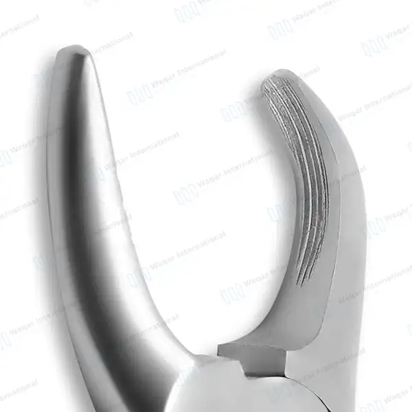 2 Tartar Removing Forceps 4.5″ & 7″ Dental Veteniary Instruments - veterinary instruments manufactured by Waqar International, Sialkot - view 2