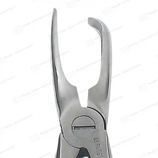 2 Tartar Removing Forceps 4.5″ & 7″ Dental Veteniary Instruments - veterinary instruments manufactured by Waqar International, Sialkot - view 3