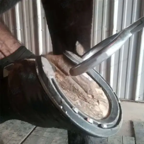Hoof Tester 13″ Stainless Steel Equine Veterinary Instrument - veterinary instruments manufactured by Waqar International, Sialkot - view 7