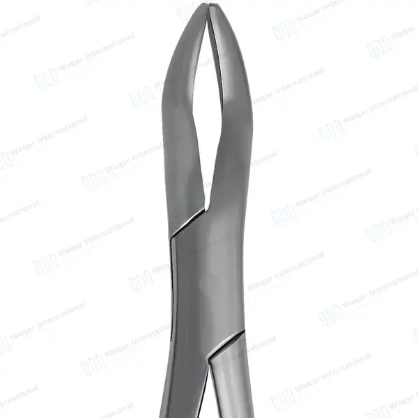 Equine Dental Wolf Tooth Extracting Forceps 11″ Hook Handle - veterinary instruments manufactured by Waqar International, Sialkot - view 5