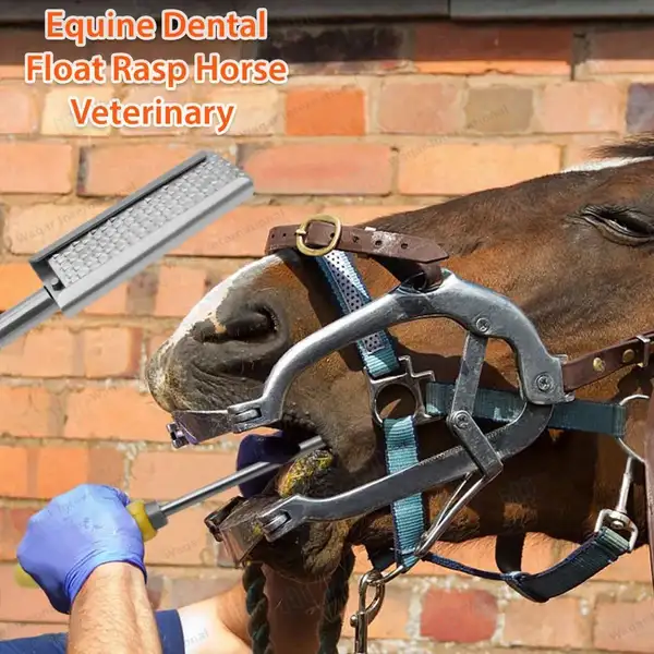 Equine Dental Float Rasp Up 24″ with Adjustable Wooden Handle - veterinary instruments manufactured by Waqar International, Sialkot - view 8