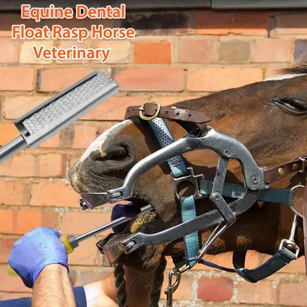 Equine Dental Float Rasp 24″ Down with Adjustable Wooden Handle - veterinary instruments manufactured by Waqar International, Sialkot - view 8