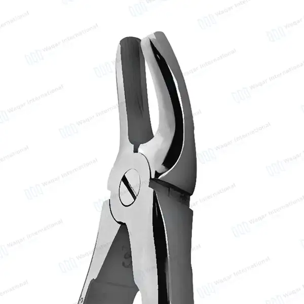 Pedo Extracting Forceps #F Dental Surgical Instrument - surgical instruments manufactured by Waqar International, Sialkot - view 5