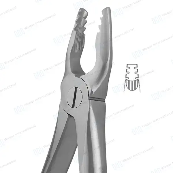 ROBA Extracting Forceps #34M Upper Incisors and Cuspids Serrated Jaws - surgical instruments manufactured by Waqar International, Sialkot - view 3