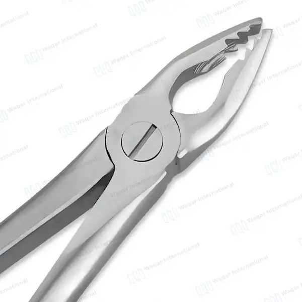 ROBA Extracting Forceps #34M Upper Incisors and Cuspids Serrated Jaws - surgical instruments manufactured by Waqar International, Sialkot - view 4