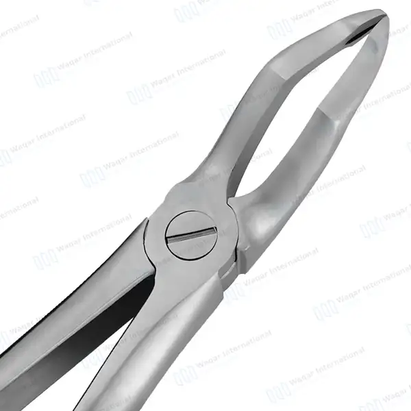 English Pattern Dental Extracting Forceps #51Z Upper Roots - surgical instruments manufactured by Waqar International, Sialkot - view 4