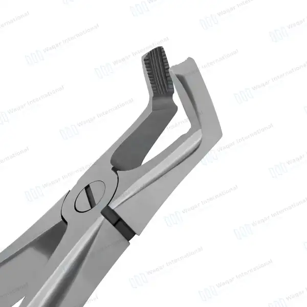 Dental Extracting Forceps #F7 Diamond Dusted Tips Gold Handle - surgical instruments manufactured by Waqar International, Sialkot - view 5