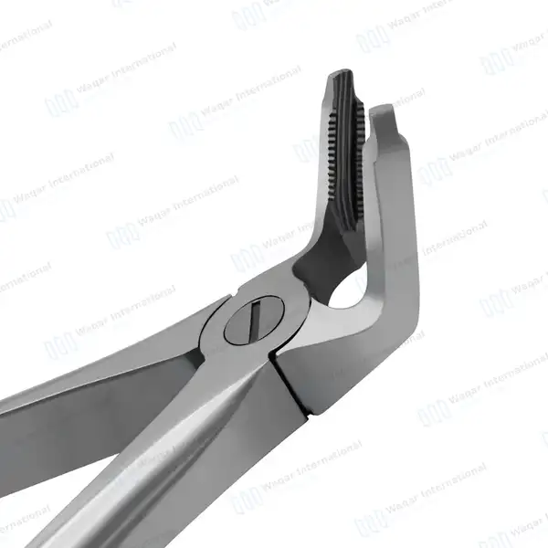 Dental Extracting Forceps #F2 Diamond Dusted Gold Handle - surgical instruments manufactured by Waqar International, Sialkot - view 5