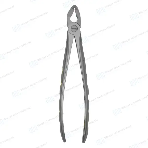 Dental Extracting Forceps #F2 Diamond Dusted Gold Handle - surgical instruments manufactured by Waqar International, Sialkot - view 8