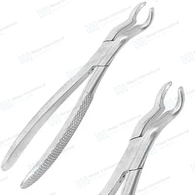 Lower Molar Extraction Forceps Serrated Handles Firm