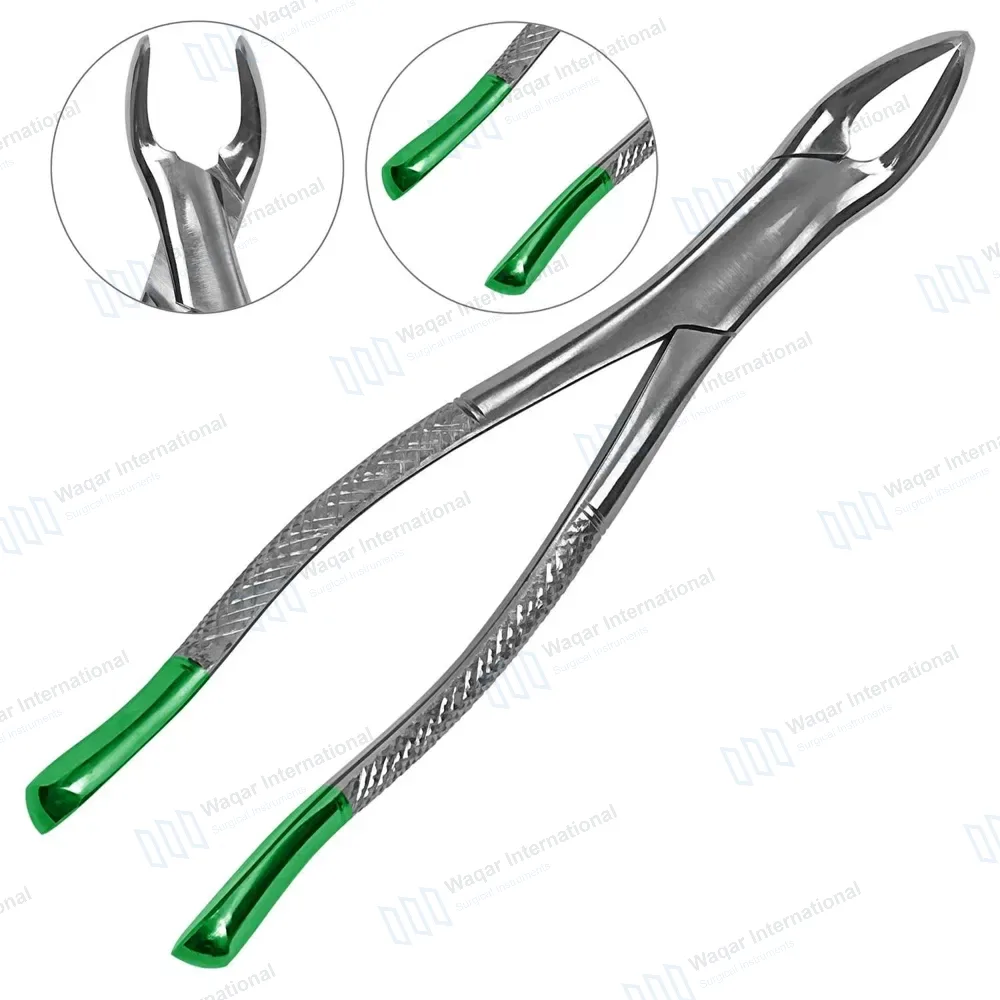 Universal Extraction Forceps #151 Green Handle