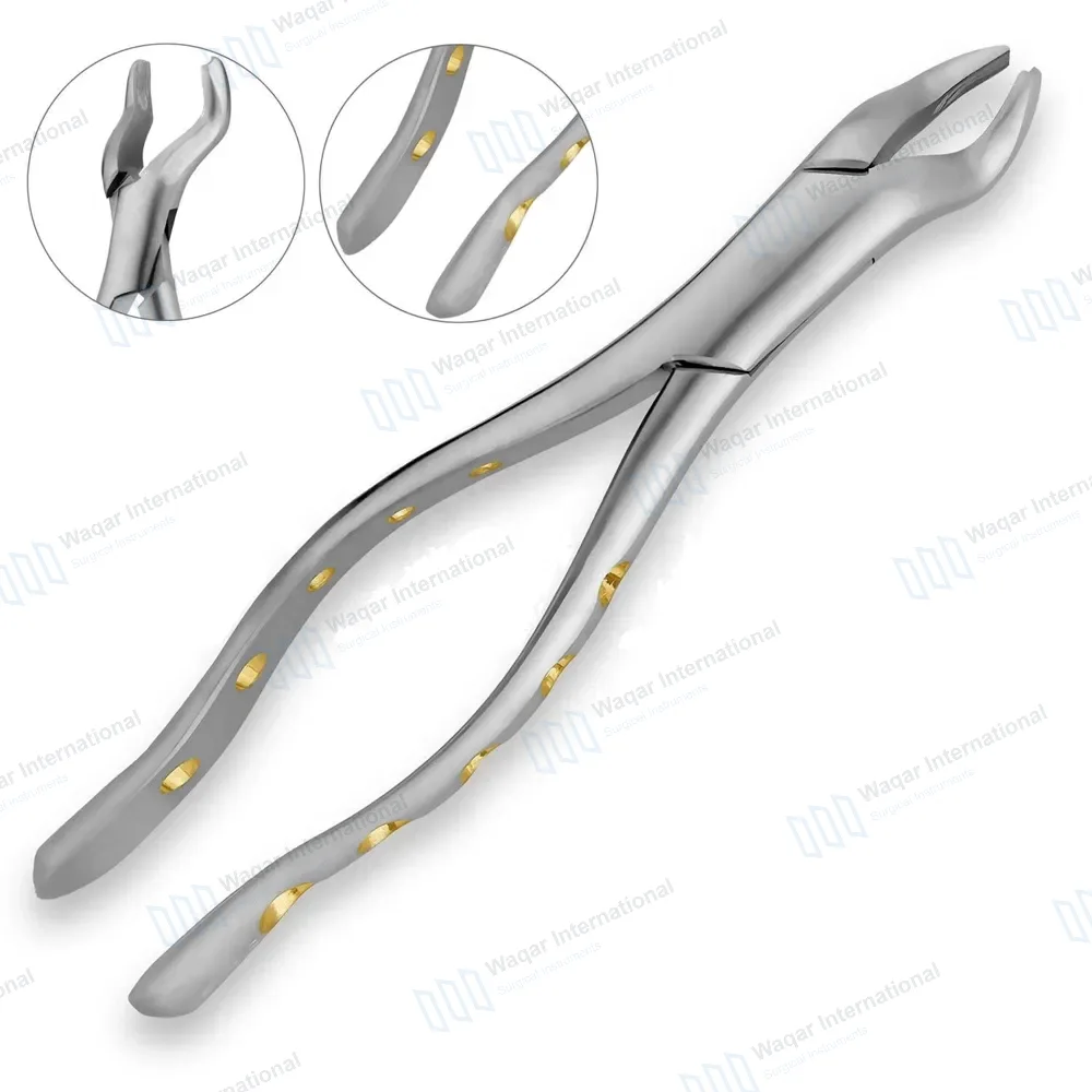 Dental Extracting Forceps #53L with Gold Hollow Python Grip Handle